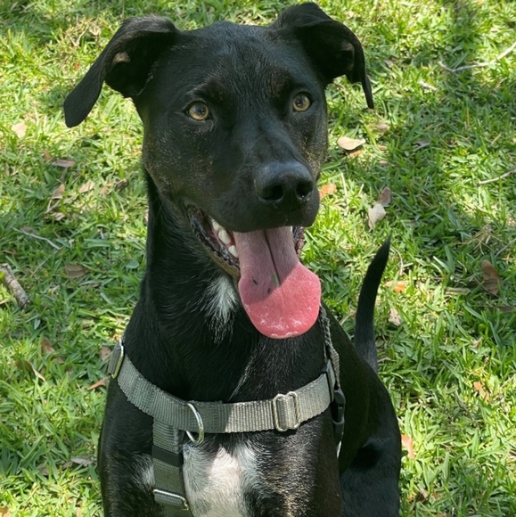 Meet your Posher, Sherry - Picture 1 of 1